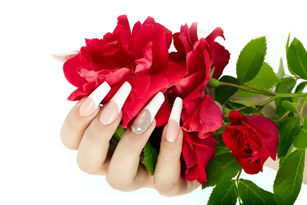 Hand with french manicure holding a red rose — ストック写真