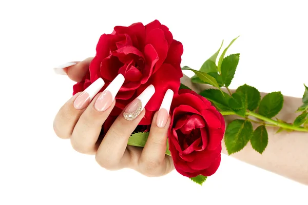 Hand with french manicure holding a red rose flower — ストック写真