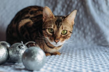 Bengalli kedi ve Noel 'in gümüşi renkli topları beyaz arka planda bir küre şeklinde ve yazı için yeri var. Noel ve Yeni Yıl kavramı