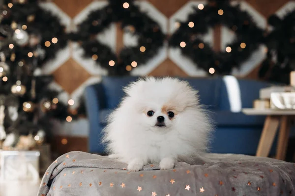 Lindo perrito Pomerania se encuentra en el sofá en la Navidad tres fondo. Un perro de año nuevo. Perro de Navidad. — Foto de Stock