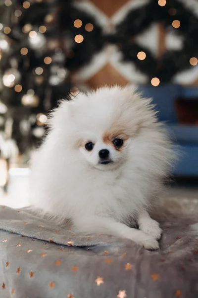 Cute little Pomeranian dog lies on the sofa on Christmas three background. New year dog. Christmas dog. — Stock Photo, Image