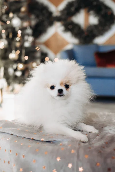 かわいいポメラニアの犬はクリスマスの3つの背景のソファの上にあります。新年の犬。クリスマス犬. — ストック写真