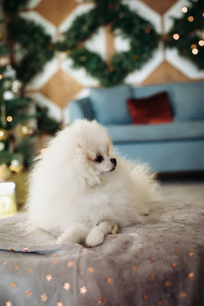 かわいいポメラニアの犬はクリスマスの3つの背景のソファの上にあります。新年の犬。クリスマス犬. — ストック写真