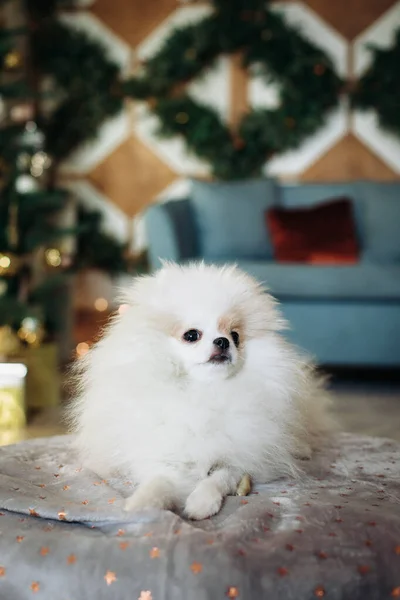 Şirin küçük Pomeranya köpeği Noel arka planında koltukta yatıyor. Yeni yıl köpeği. Noel köpeği.