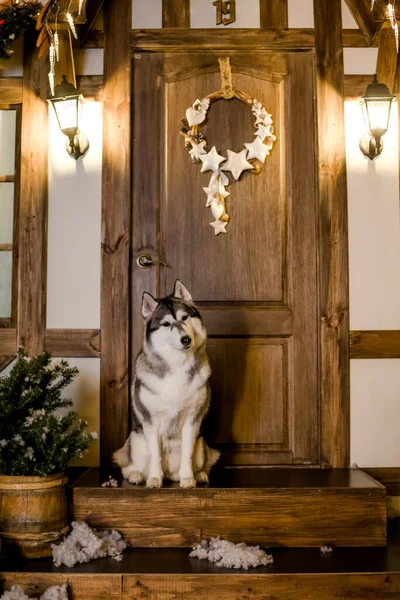 Huskies siberianos se queda en casa en un umbral, en el paisaje de Año Nuevo. fuegos festivos. Fondo festivo, Concepto de Navidad y año nuevo — Foto de Stock