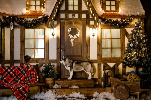 the Siberian Huskies stands on the doorstep of the house, in New Years scenery. festive fires. Concept of Christmas and new year