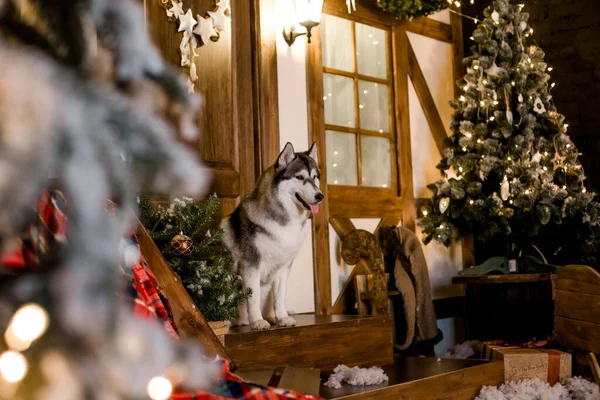 Los Huskies siberianos se encuentra en la puerta de la casa, en el paisaje de Año Nuevo. fuegos festivos. El concepto de la Navidad y un nuevo año — Foto de Stock