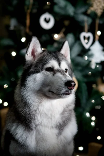 Siyah-beyaz Huskiler Noel arifesinde. Bir Noel ağacının arka planına ve şenlik ateşine karşı.