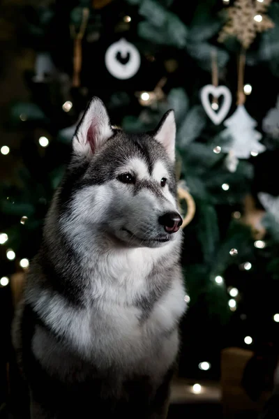 Syberyjskie Husky na koncepcji Wigilii. Tło świąteczne, Koncepcja Bożego Narodzenia i Nowy Rok — Zdjęcie stockowe