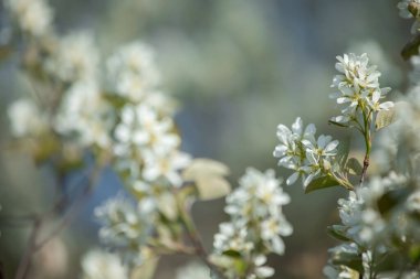 Beyaz çiçek. Ağacın dalında erik kayısı, kiraz, elma çiçeği ve beyaz çiçekler. Klasik fotoğraf.