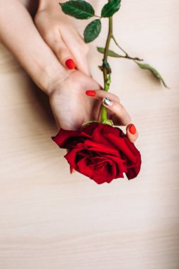 Kırmızı gülleri olan kadın elleri. Aşk ve aile kavramı.