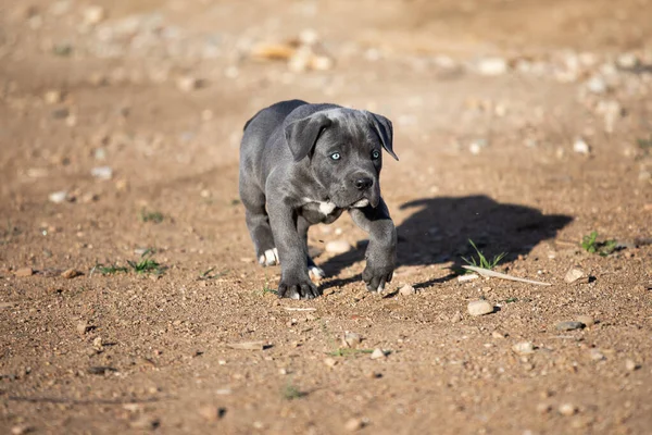 子犬の品種 イタリアの杖コルソ — ストック写真