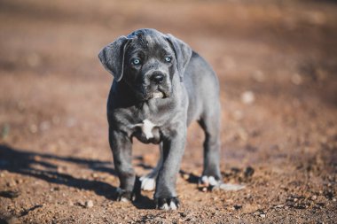 Yavru köpek İtalyan Cane Corso.
