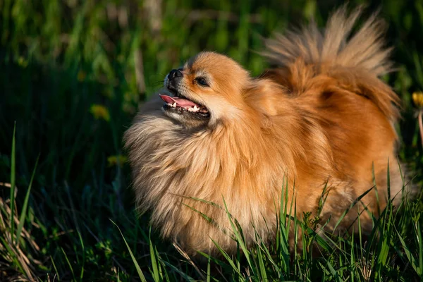 Retrato Lindo Pomeranian Rojo Fondo Hierba Verde Aire Libre Día — Foto de Stock