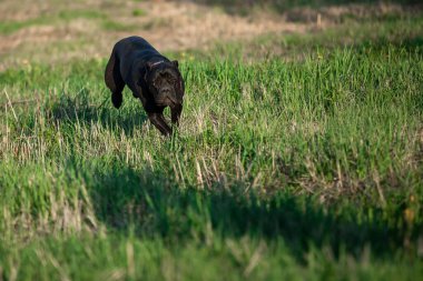Yeşil çimenlikteki bir parkta siyah bir İtalyan Cane Corso 'nun portresi. Güç, güç, kas gücü, köpek. Güneşli bir gün