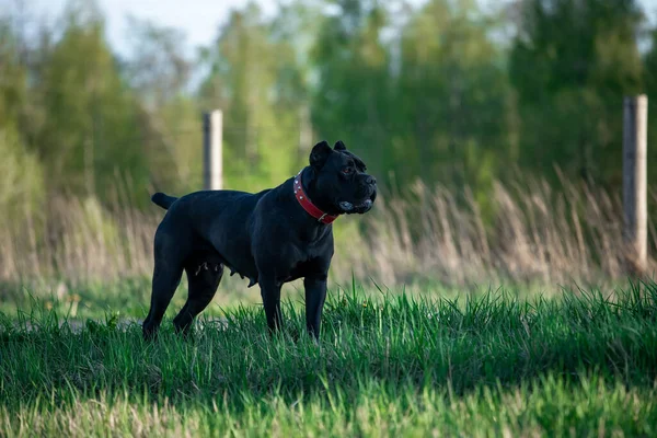 Yeşil Çimenlikteki Bir Parkta Siyah Bir Talyan Cane Corso Nun — Stok fotoğraf