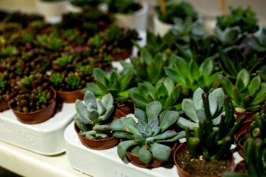 Bir serada, farklı renkler ve şekillerde yan yana büyüyen farklı lezzet türleri.