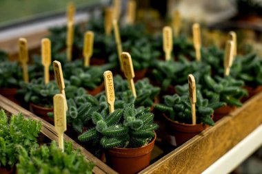 Bir serada, farklı renkler ve şekillerde, farklı lezzetlerin yan yana büyümesi üzerine.