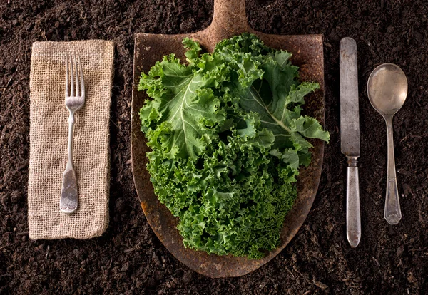 Kale — Stock Photo, Image