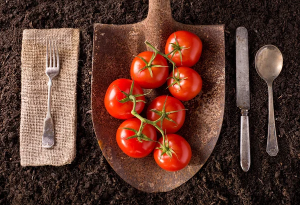 Tomates — Foto de Stock