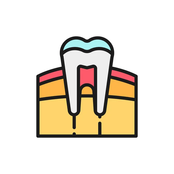 Tooth, gum, dentist, human organ flat color line icon. — стоковый вектор