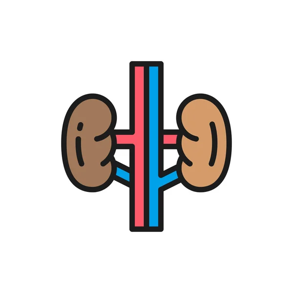 Nieren, knoppen, menselijk orgaan, urologie platte kleur lijn pictogram. — Stockvector