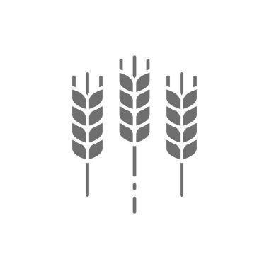 Buğday kulağı, buğday grisi ikon. Beyaz arkaplanda izole