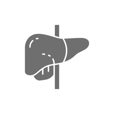 Karaciğer, insan organı gri simgesi. Beyaz arkaplanda izole