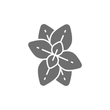 Oregano, nane, fesleğen, gri simge. Beyaz arkaplanda izole