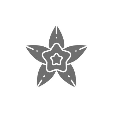 Vanilya, yıldız anason gri ikon. Beyaz arkaplanda izole