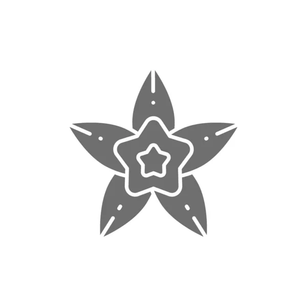 Vainilla, ícono gris anís estrella. Aislado sobre fondo blanco — Vector de stock