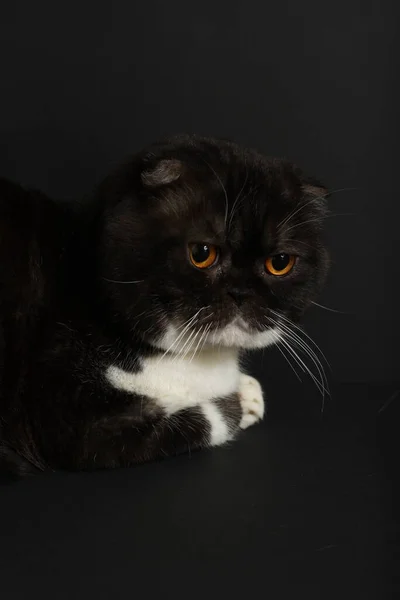 Close Portrait Scottish Fold Cat Animal Hair Two Colors Black — Stock Photo, Image