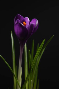 Koyu arkaplanda bir bahar çiçeğinin yakın çekimi, yeşil yapraklar ve çiçek açan mor bir tomurcuk.