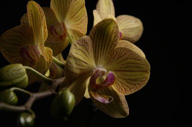 Phalaenopsis orkidesinin pedi amcasının çiçek tomurcuklanması, pembe damarlı sarı yapraklar, koyu bir arka plan.