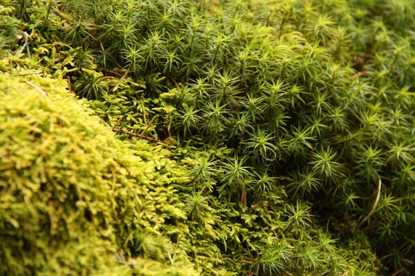 Horizontally Oriented Image Close Small Area Lower Part Forest Macro — Stock Photo, Image