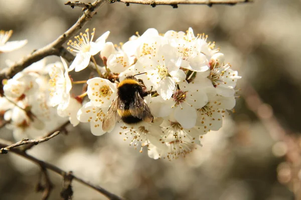 Φωτογραφία Τοπίου Κοντινό Πλάνο Του Bumblebee Κάθεται Πέταλα Κερασιάς Άνθος — Φωτογραφία Αρχείου