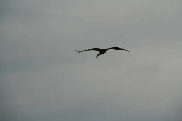 Stork gliding height in the sky — Stock Photo, Image