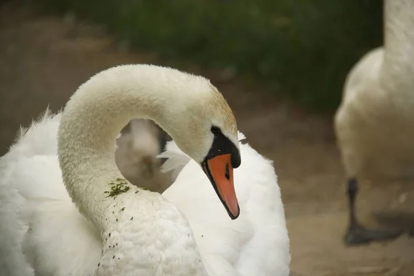 Um cisne macho está olhando para a fotocâmera — Fotografia de Stock