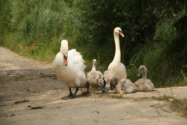 Uma família cisne, pais e crianças — Fotografia de Stock