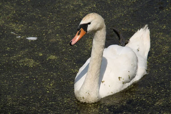 Um cisne fêmea em um lago — Fotografia de Stock