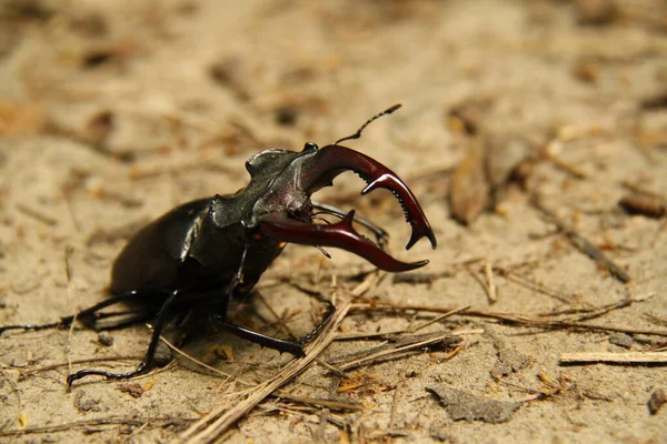 Old big stag-beetle, look down — 스톡 사진