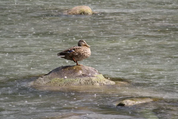 Magányos vadkacsa a folyó közepén egy kövön — Stock Fotó