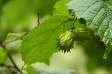 Olgunlaşmamış fındıklar.