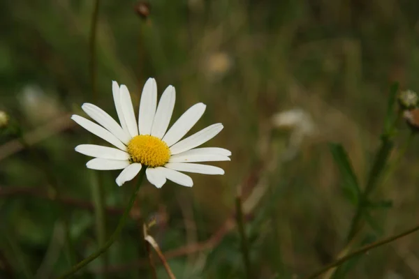 Drei Farben - gelb, weiß, grün — Stockfoto