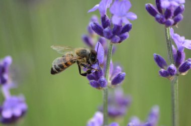 Bal arısı lavanta çiçeği üzerinde çalışıyor