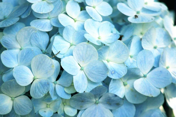 Blue Petals Background — Stock Photo, Image