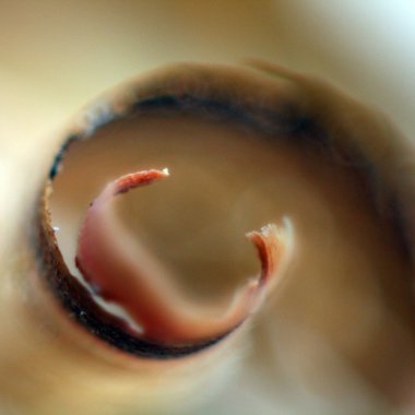 Erik ahşap tıraş kıvrılmış