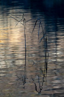 Plitvice gölleri kışın Hırvatistan 'da milli parkı kapsıyor. Plitvice gölleri dünyanın en güzel yerlerinden biridir.