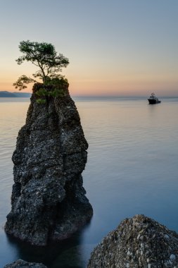 Çam ağacı rock Portofino Park