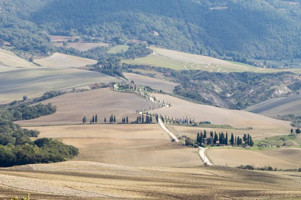 Cipressi in Toscana, paesaggio italiano — Foto Stock